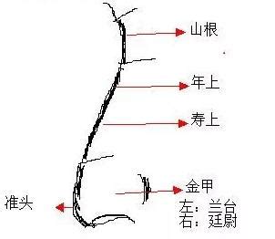 三角形鼻孔面相|十五種鼻型，你屬於哪種？